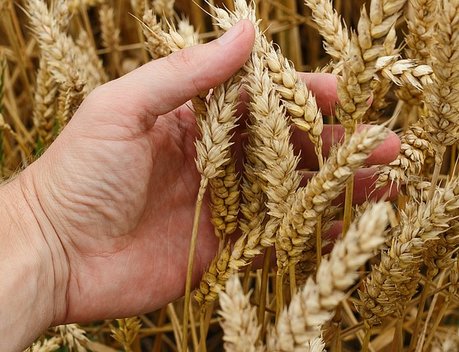 На Ставрополье продолжается реализация программы льготного кредитования