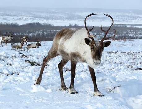 В ЯНАО подвели итоги года в агропромышленном комплексе