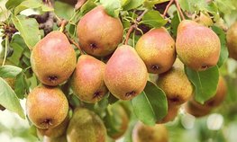 Садоводам Кубани выделено 742 млн рублей на развитие