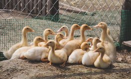 Бурятия получит около 1 млрд рублей на развитие малого бизнеса на селе
