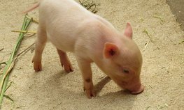Альфа-Банк финансирует ведущего производителя мясной продукции в РФ
