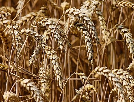Регионы довели до аграриев 80,4% федеральных субсидий