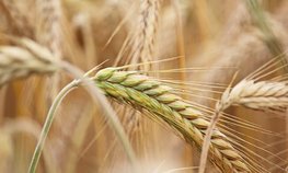 Регионы довели до аграриев 79,3 % федеральных субсидий