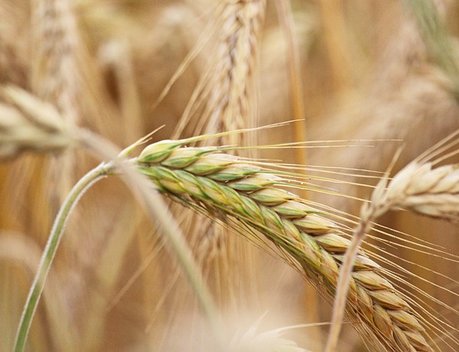 Регионы довели до аграриев 79,3 % федеральных субсидий