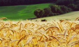 В Пермском крае, пострадавшем от ЧС, страховые выплаты аграриям за погибший урожай 2019 года вдвое превысили объем премий