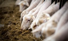 На поддержку малых форм хозяйствования Крыма выделено 100 млн рублей