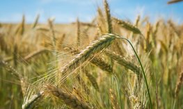 На Кубани выделено свыше 330 млн рублей на агрострахование