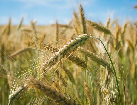 На Кубани выделено свыше 330 млн рублей на агрострахование
