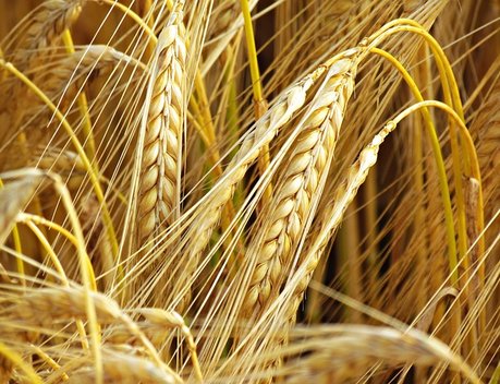 Регионы довели до аграриев 2,7 % федеральных субсидий