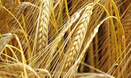 Регионы довели до аграриев 2,7 % федеральных субсидий