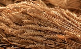 Регионы довели до аграриев 58,3 % федеральных субсидий