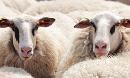 В Забайкалье увеличат господдержку на реализованную шерсть