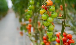 Власти Приморья предложили компенсировать до 40 % затрат на строительство теплиц в ДФО