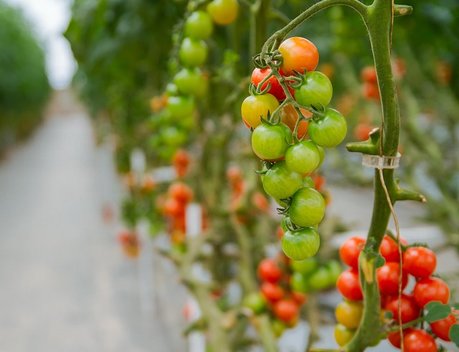 Власти Приморья предложили компенсировать до 40 % затрат на строительство теплиц в ДФО