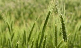 Ставропольские аграрии получили страховые выплаты на сумму 632 млн рублей