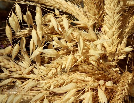 В Челябинской области на развитие АПК направлено 1,8 млрд рублей