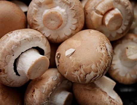 В России грибы получили статус сельхозпродукции