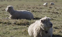 Овцеводческим хозяйствам Забайкалья выплатят 10 млн рублей за реализованную шерсть