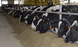 Свыше 670 млн рублей направили на развитие животноводства в Кузбассе в 2020 году