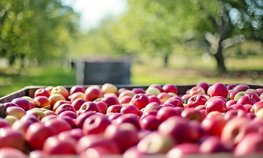 В 2020 году фермеры увеличили долю в валовом производстве сельхозпродукции до 14,3 %