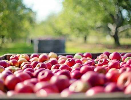 В 2020 году фермеры увеличили долю в валовом производстве сельхозпродукции до 14,3 %