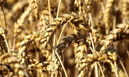 На Кубани увеличили финансирование АПК в 2021 году