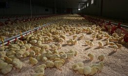 Минсельхоз предложил новые меры поддержки птицеводческих предприятий