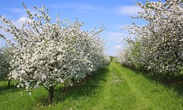 На Кубани планируют заложить 1 750 га молодых садов