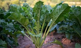 На Кубани увеличат площадь сева сахарной свеклы