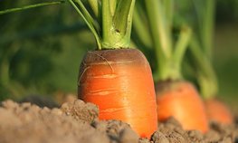 АО СК «РСХБ-Страхование» выплатило ООО «Руспродукт-Заволжье» 11 млн рублей