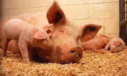 АО СК «РСХБ-Страхование» застраховало ведущего производителя мясной продукции в Камчатском крае на 146 млн рублей