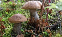 Ямальские фермеры могут претендовать на новый грант от губернатора