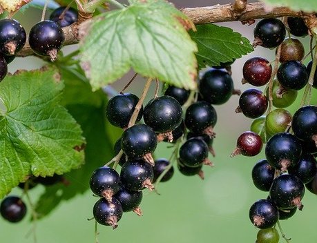 Аграриям Башкортостана возместят затраты на закладку садов