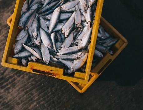 Налог на вылов рыбы и морепродуктов может вырасти