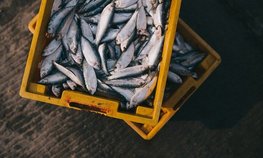 Налог на вылов рыбы и морепродуктов может вырасти