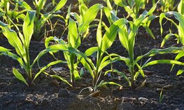 Кредитование сезонных полевых работ увеличилось на 35,3 %