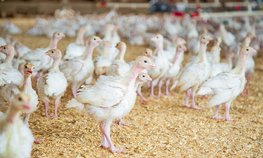 Производство скота и птицы за январь — апрель увеличилось на 6,7 %
