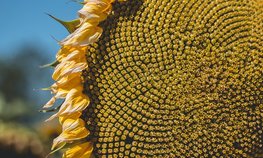 Кредитование сезонных полевых работ увеличилось на 39,1 %