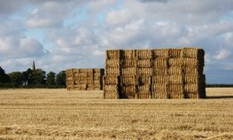 В России заготовлено более 100 % от общей потребности в объемистых кормах