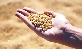Экспорт кормовой сои из Приморья в Китай, Японию и Южную Корею вырос почти на 7 %