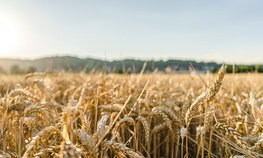 Минсельхоз усовершенствует механизмы господдержки АПК в 2023 году