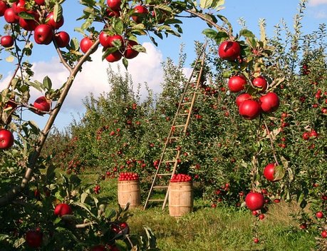 Сельхозпроизводство должно вырасти на 60 % для обеспечения спроса в 2050 году