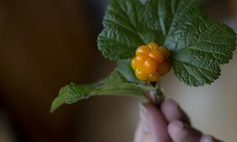 Объем экспорта дикоросов может быть значительно увеличен