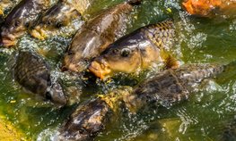 Число поставщиков рыбопродукции из России в Китай выросло до 838