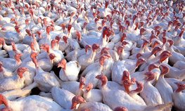 За пять лет производство индейки в России увеличилось почти на 80 %