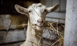 Гранты на сумму свыше 90 млн рублей направят на развитие семейных ферм Забайкалья