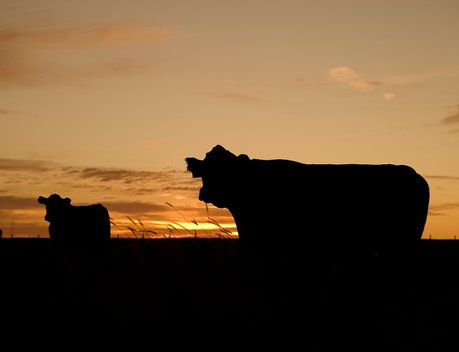 Статус племенных репродукторов получили два хозяйства из Забайкалья