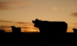 Статус племенных репродукторов получили два хозяйства из Забайкалья