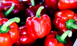 Минсельхоз предложил законодательно закрепить понятие фермерской продукции