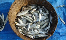 Правительство определило перечень видов водных биоресурсов для контроля за иностранными инвестициями в сфере рыболовства